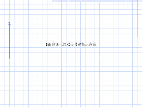 B细胞活化的双信号途径示意图