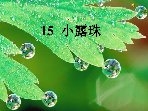 15《小露珠》课件