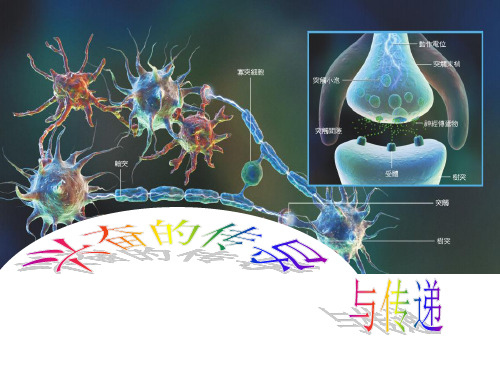 人教版教学课件神经调节：兴奋的传导与传递(第二课时)