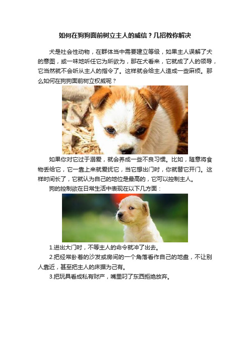 如何在狗狗面前树立主人的威信？几招教你解决