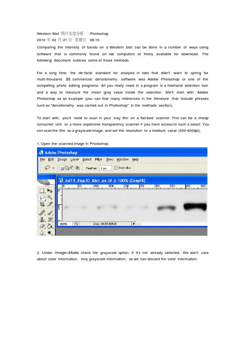 WesternBlot图片灰度分析-Photoshop