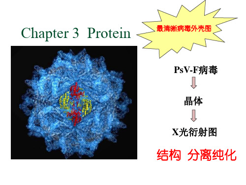 生物化学课件 protein