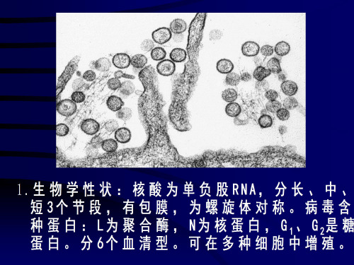 2018年第一节汉坦病毒-文档资料