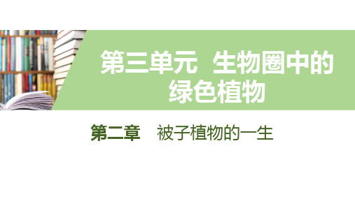 人教版生物七年级上册(课件)第3单元 第2章 被子植物的一生 3开花和结果