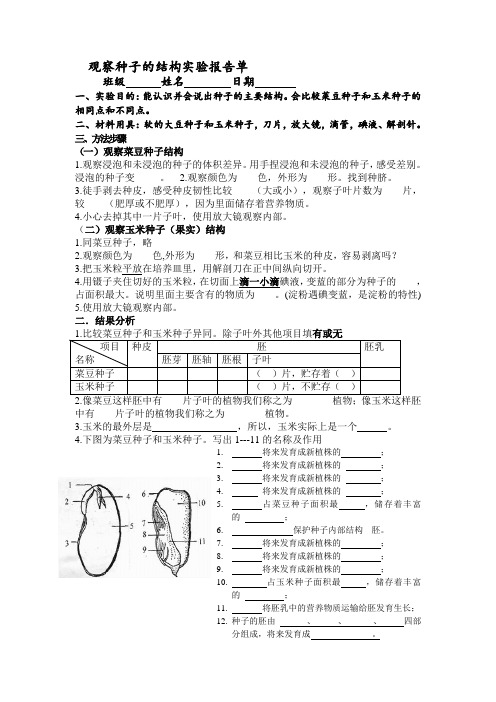 观察种子的结构实验报告 2