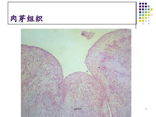 病理标本切片观察  PPT课件