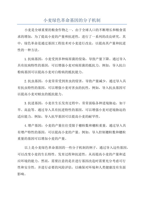 小麦绿色革命基因的分子机制