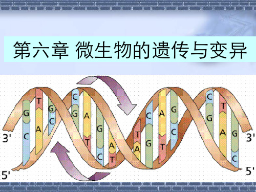 环境微生物学第六章 ppt课件