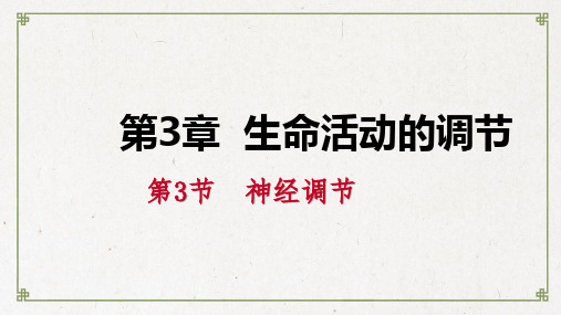 【精编】八年级科学上册 第3章 生命活动的调节 3.3 神经调节 3.3.2 信息的处理练习课件浙教版-精心整理