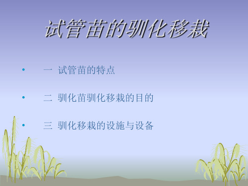 试管苗的生根与移栽