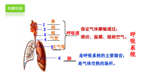 发生在肺内的气体交换  课件-2022-2023学年人教版生物七年级下册