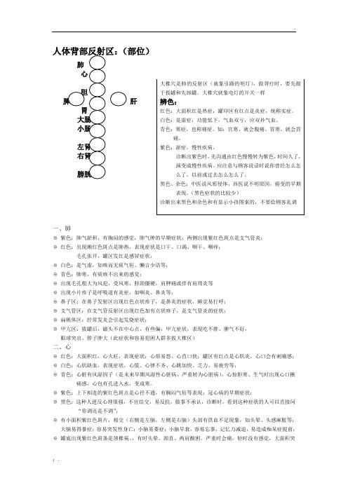 人体背部反射区