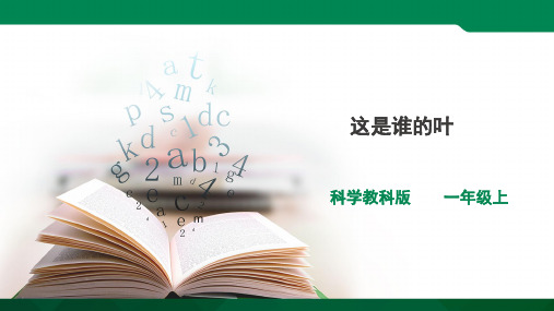 科学一年级上册1.4《这是谁的叶》课件