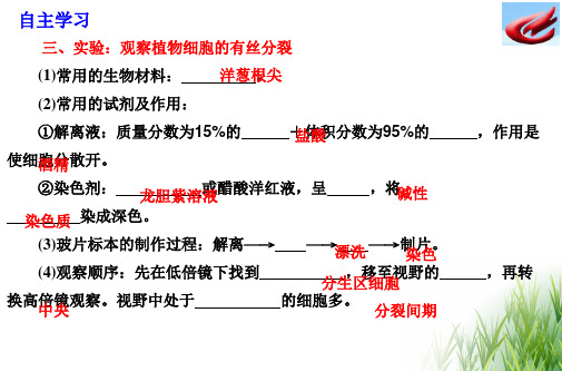 有丝分裂实验