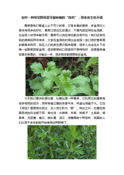 农村一种常见野菜是牙龈肿痛的“良药”，用来养生也不错