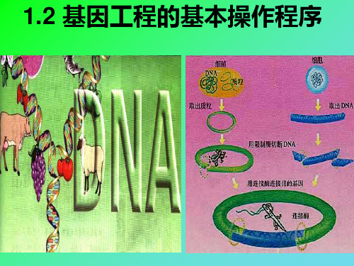 DNA重组技术的基本步骤PPT课件