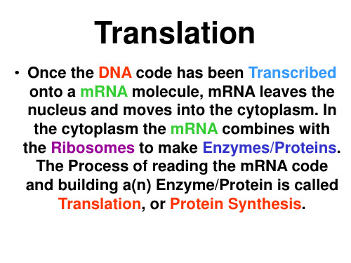 translation 翻译过程.ppt