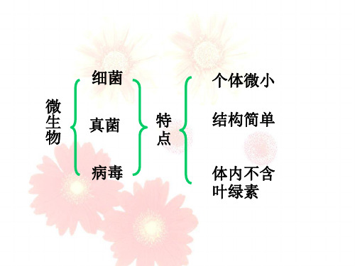 苏教生物八年级上册第5单元第14章第三节神奇的微生物课件共26张PPT