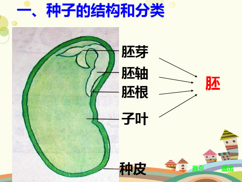 植物的一生完整版课件