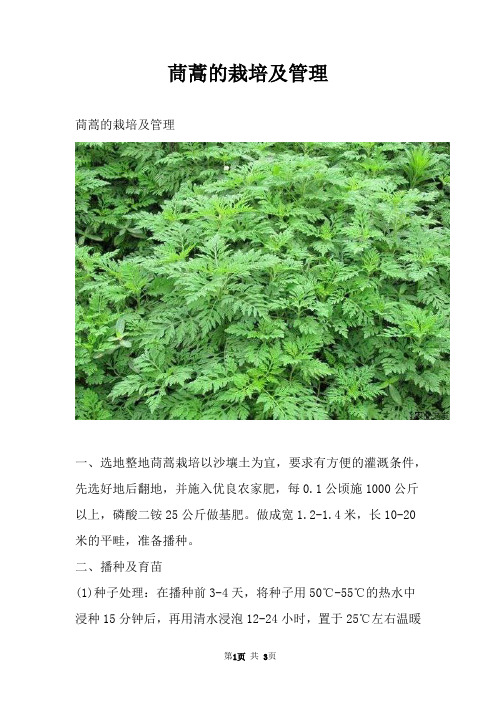 茼蒿的栽培及管理