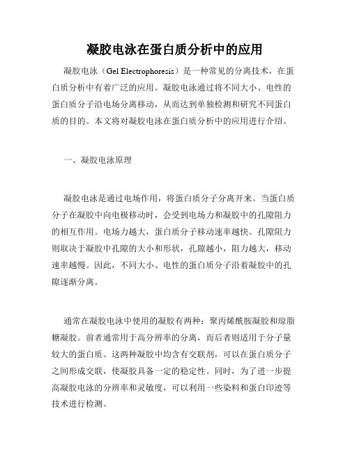 凝胶电泳在蛋白质分析中的应用