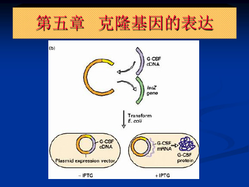 第五章   克隆基因的表达_PPT幻灯片