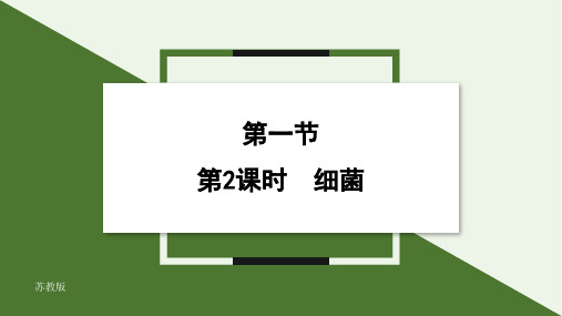 2.5.1 第2课时 细菌(19张PPT )  课件 2024-2025学年生物苏教版七年级上册93