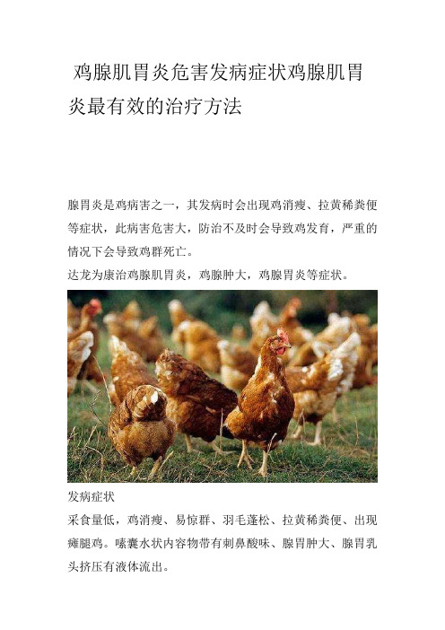 鸡腺肌胃炎危害发病症状鸡腺肌胃炎最有效的治疗方法