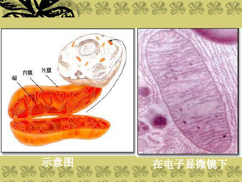 高二生物细胞呼吸课件 人教版