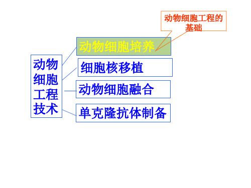 动物细胞工程39679复习进程