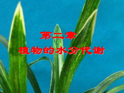 第二章水分代谢(植物生理学)资料