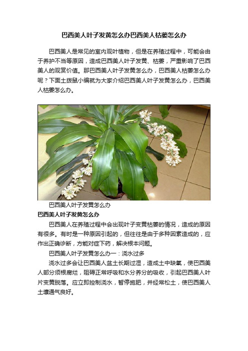 巴西美人叶子发黄怎么办巴西美人枯萎怎么办