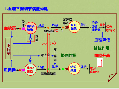 内环境稳态的调节思维导图