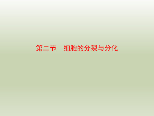 七年级生物上册第二节《细胞的分裂与分化》参考课件