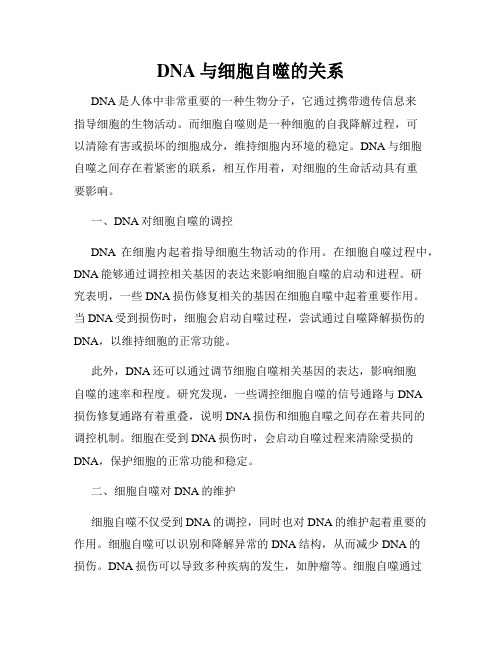 DNA与细胞自噬的关系