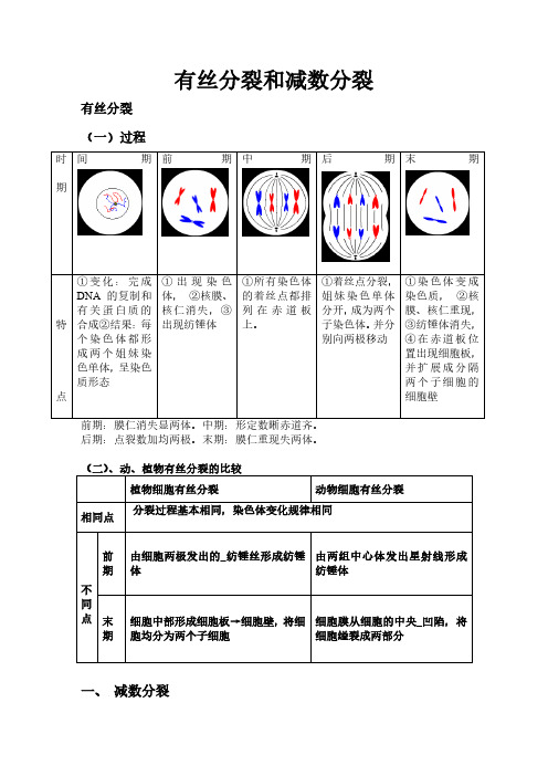 有丝分裂-减数分裂详尽分析