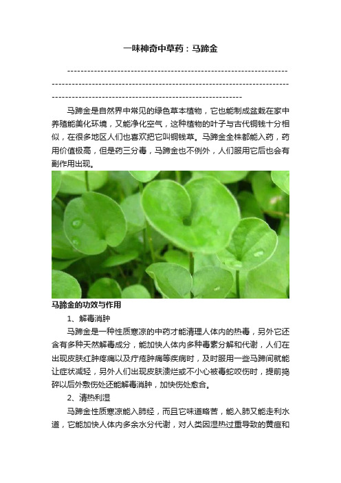 一味神奇中草药：马蹄金