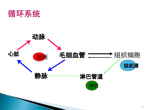 循环系统心动脉静脉