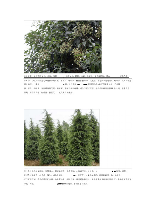 常见的20种植物