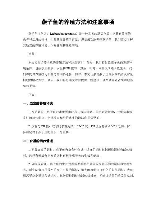 燕子鱼的养殖方法和注意事项