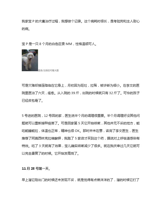 我家宝P的犬瘟治疗过程