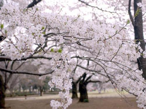 俳圣松尾芭蕉