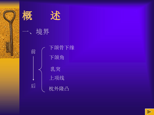 最新局部解剖学—头颈部(熊)-PPT文档