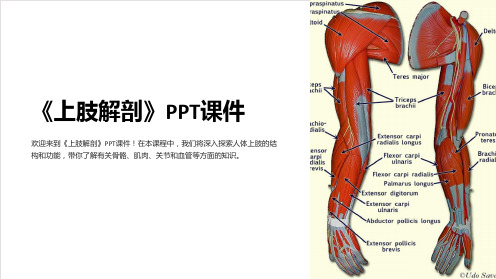 《上肢解剖》课件