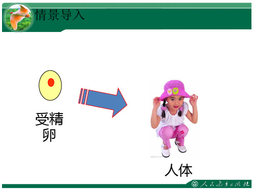 《动物体的结构层次》教学课件