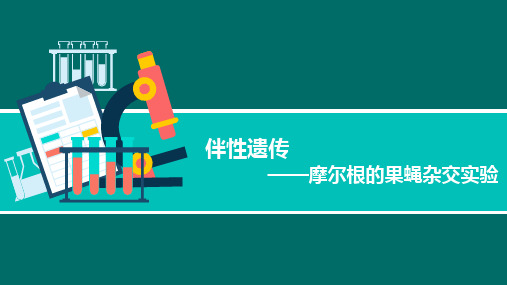 高中生物《伴性遗传摩尔根的果蝇杂交实验》省级优质课PPT课件