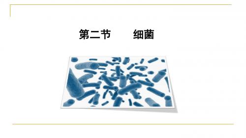 人教版八年级生物上册教学课件：5.4.2细菌 (共22张PPT)