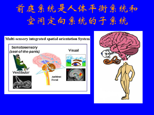 前庭系统解剖生理