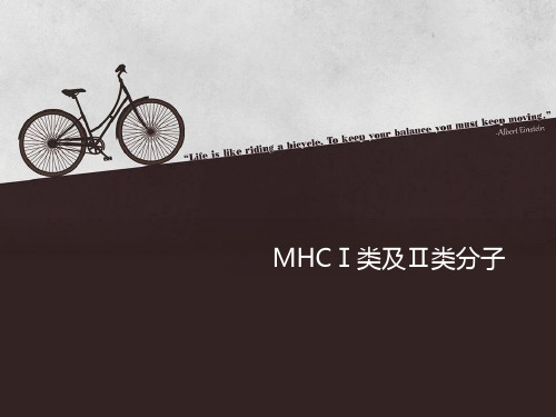 MHCⅠ类和Ⅱ类分子