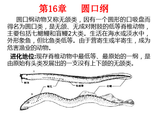 第16章 低等的无颌脊椎动物——圆口纲